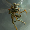 Insectoïde